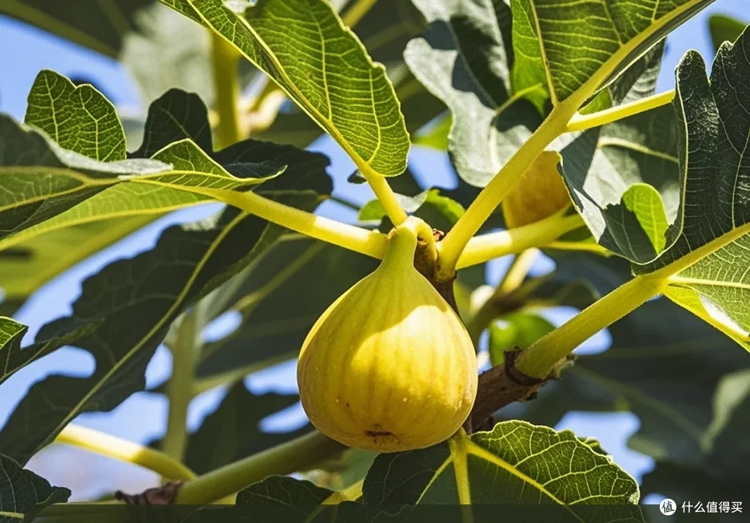 这款无花果干让我戒掉了奶茶薯片