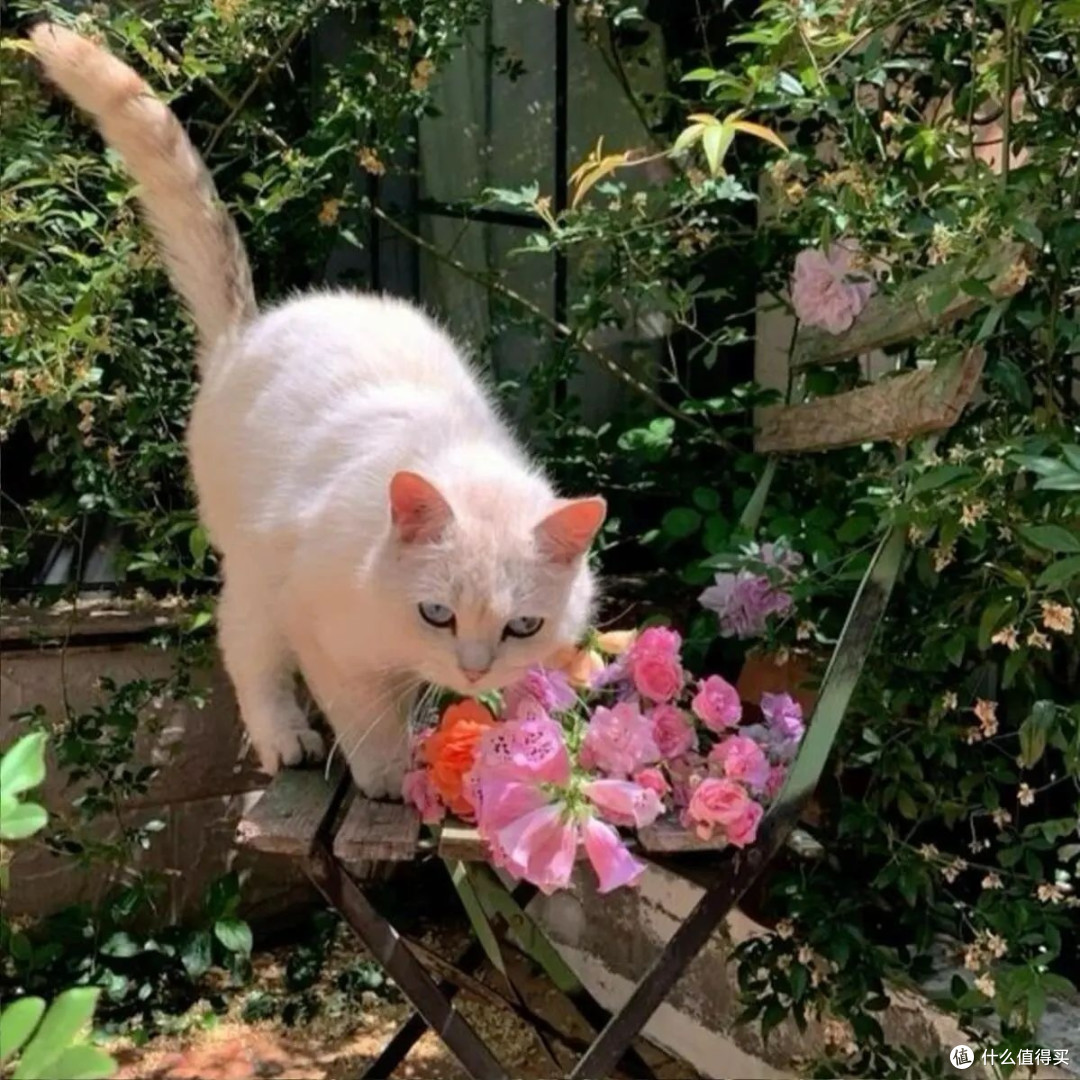 江小傲猫粮好不好?适合多猫家庭的猫粮选择与分析