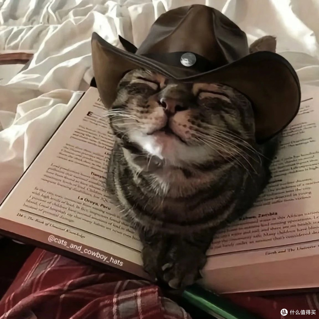万物一口猫粮好不好？多方面实测分析，避坑指南助你挑好款