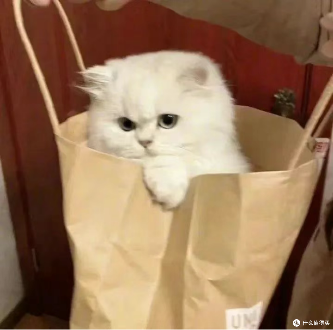 凯锐思猫粮怎么样?推荐3款性价比高营养出色猫粮!