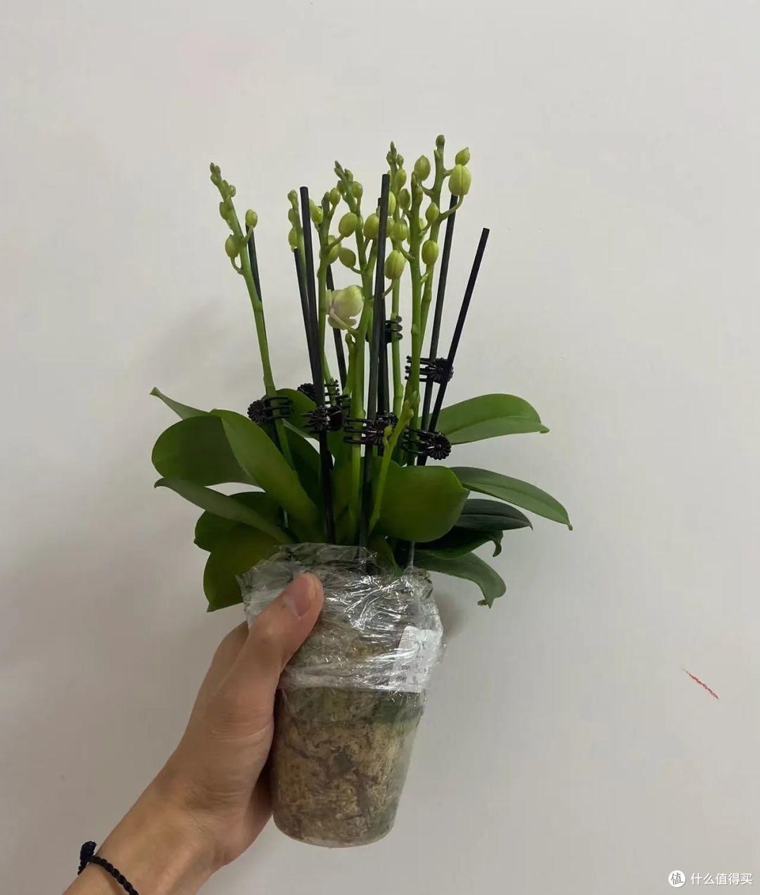 女子把蝴蝶兰养成“梗王”,1棵16花箭,网友:成精了,好运爆棚