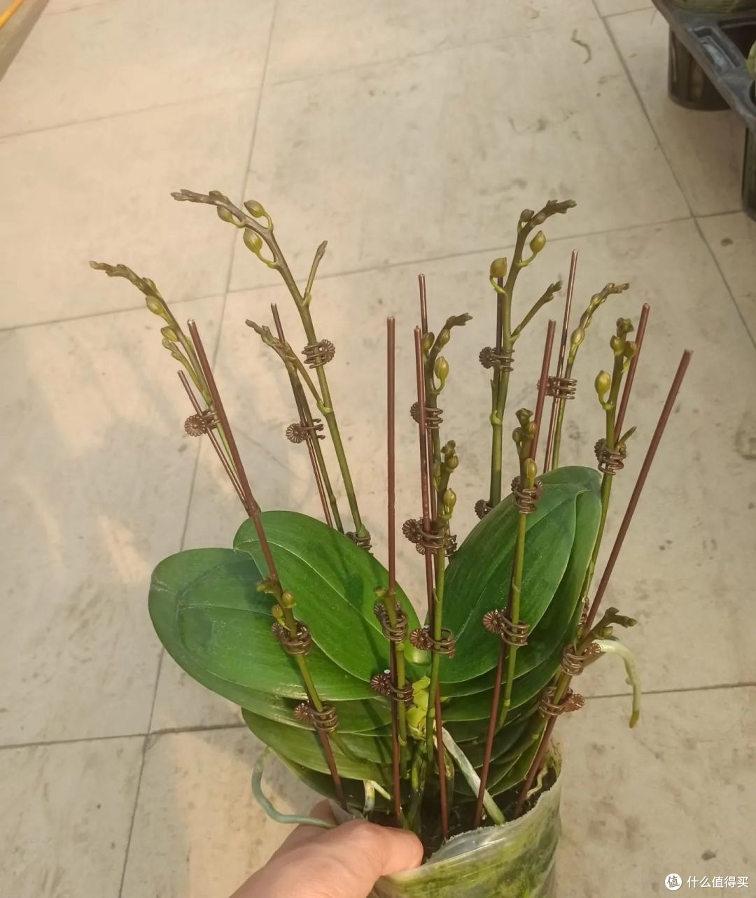女子把蝴蝶兰养成“梗王”,1棵16花箭,网友:成精了,好运爆棚