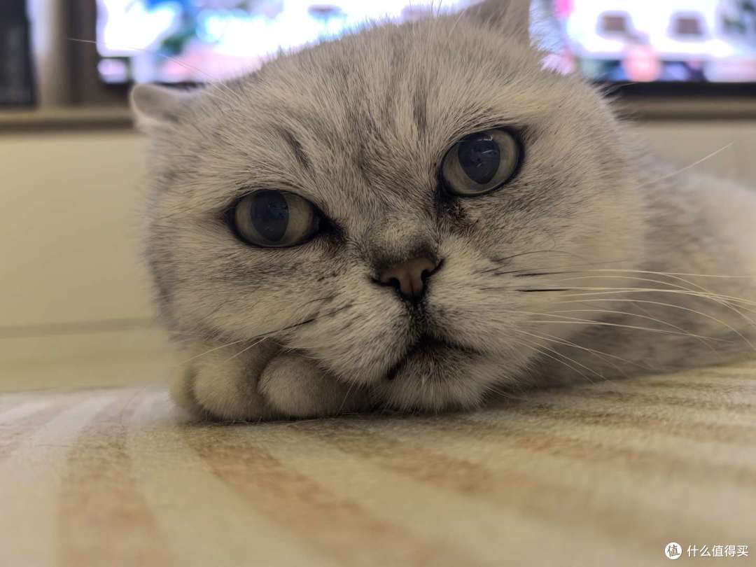 蓓醇的猫粮怎么样?鲜朗平替?