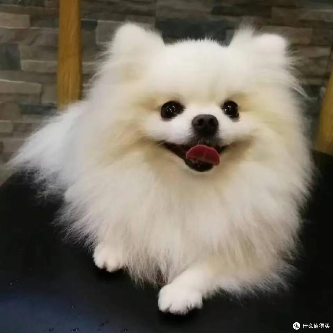 狗狗咬人怎么办?