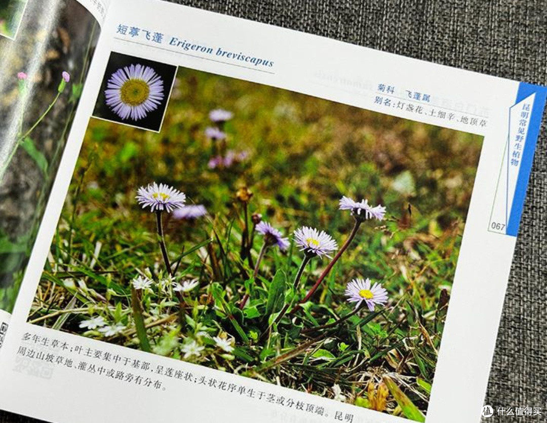 草木知音:《昆明常见野生植物》——自然爱好者的随身图鉴