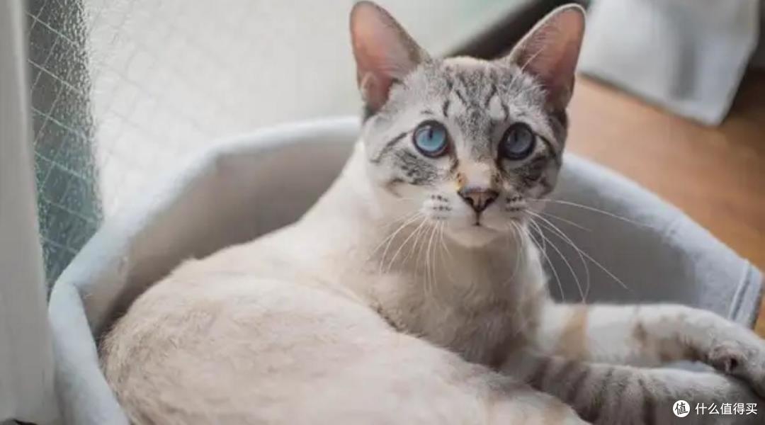 希喂和朗仕哪款猫粮最健康？对比分析值得买吗