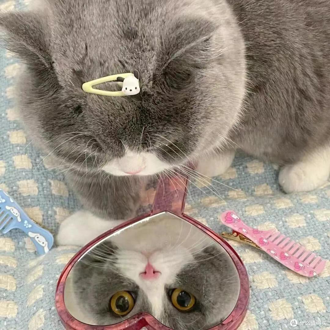 海洋之星猫粮怎么样?2025年评价高的猫粮推荐