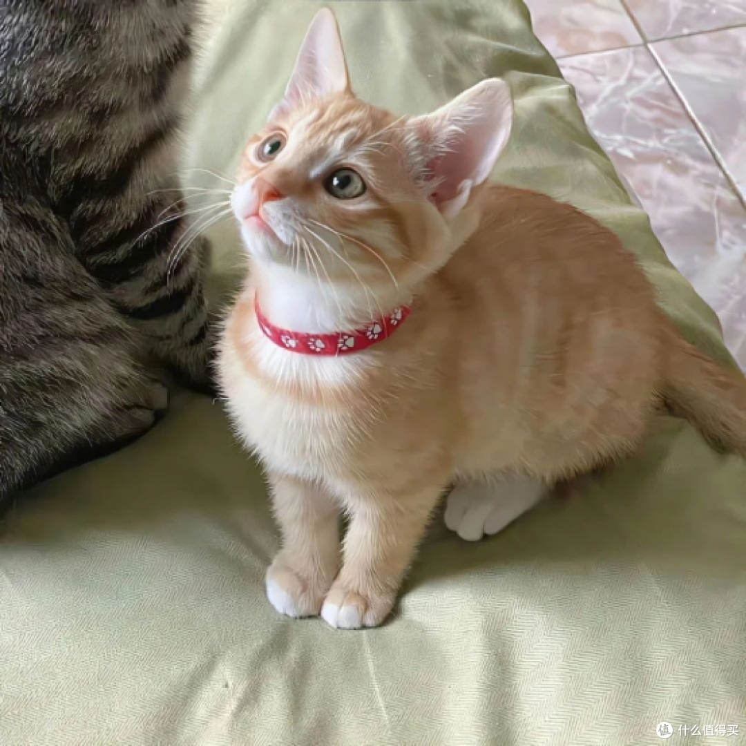酥醒猫粮好不好?选择最佳推荐与喂养体验
