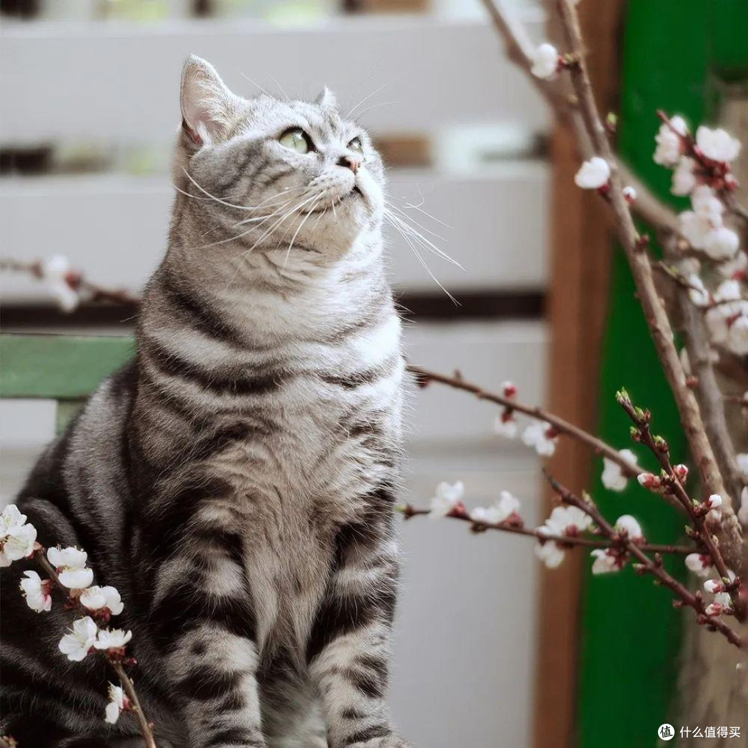 猫粮怎么选比较好?2025国产十大放心猫粮品牌排行榜