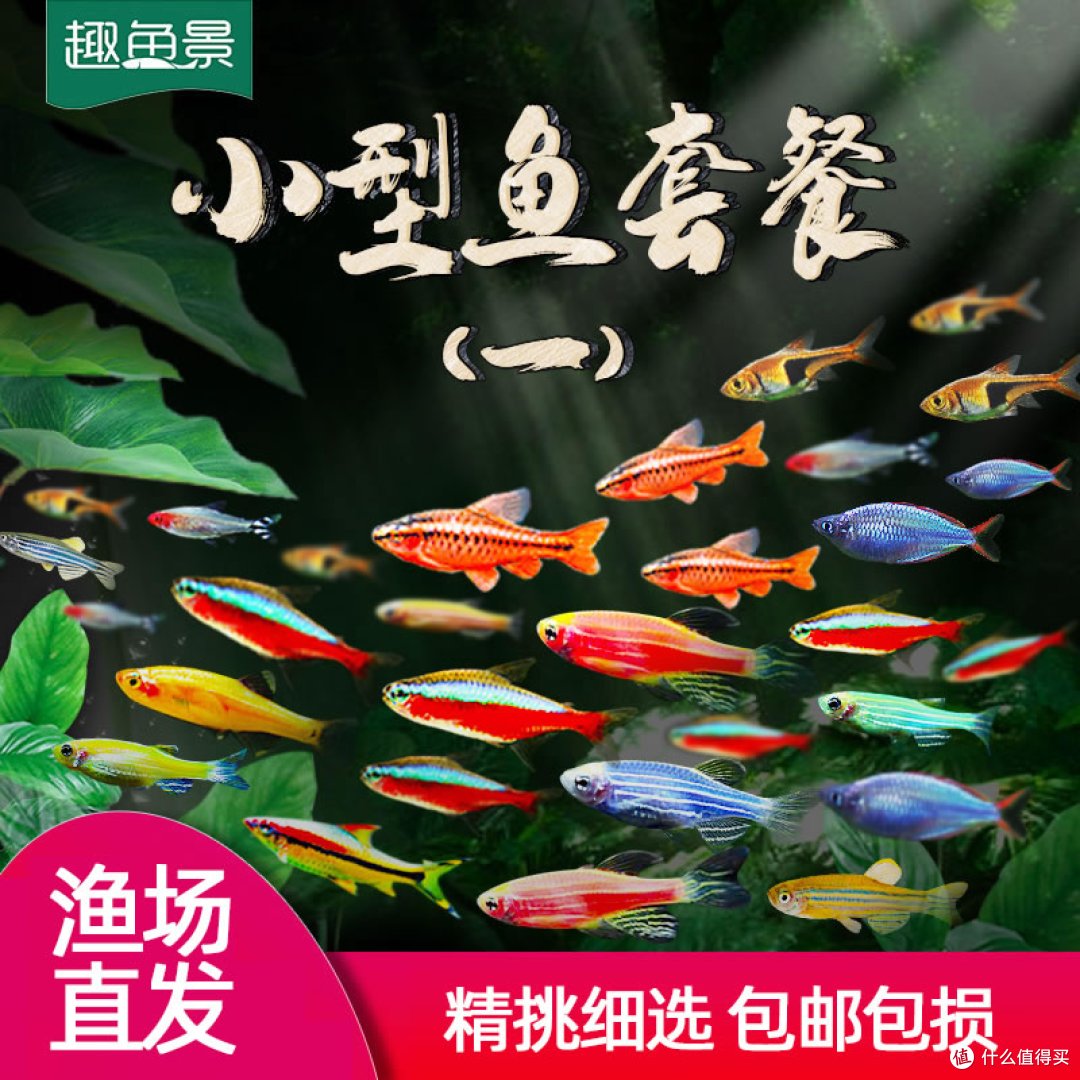 桌面小江湖:新手友好型热带鱼混养指南