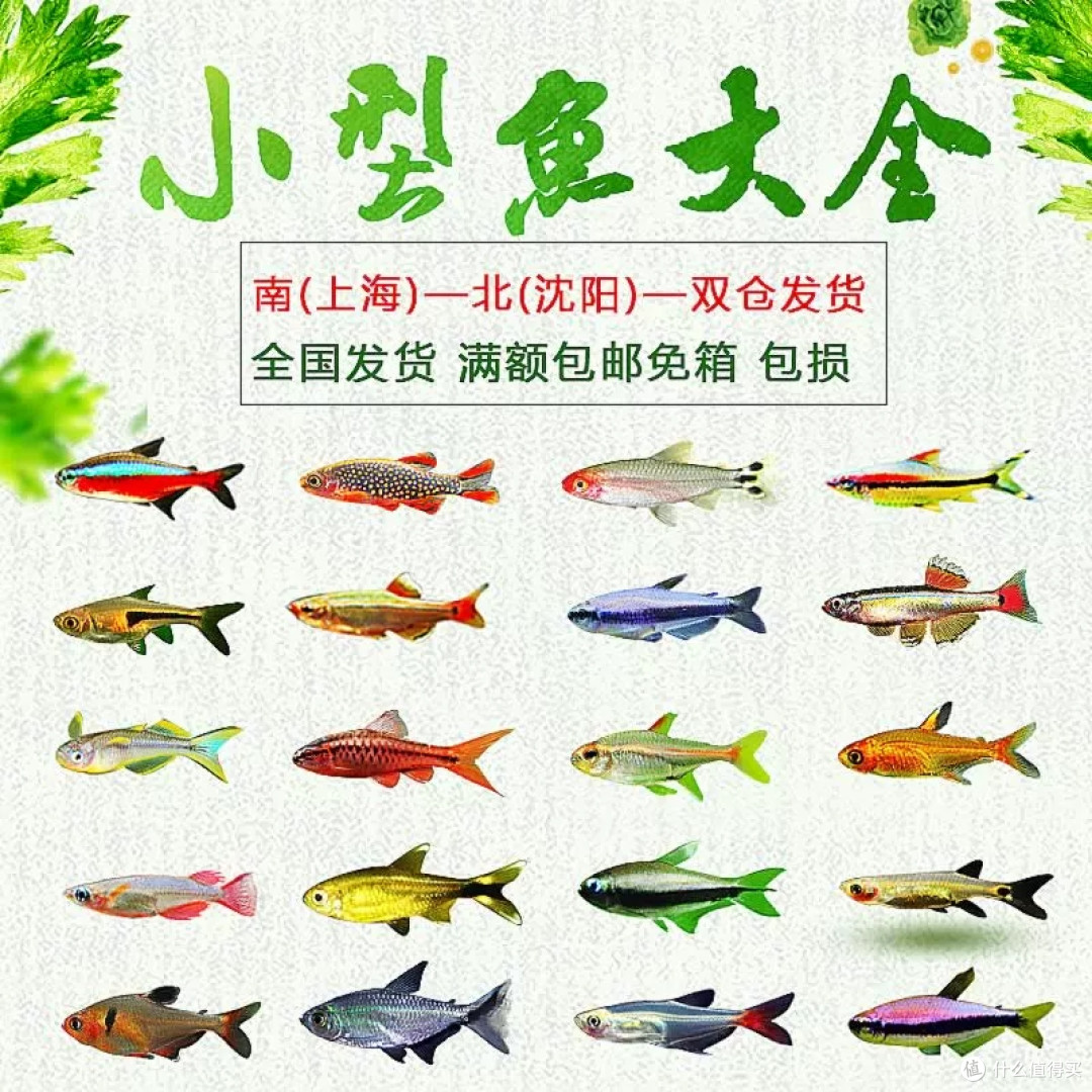 桌面小江湖:新手友好型热带鱼混养指南