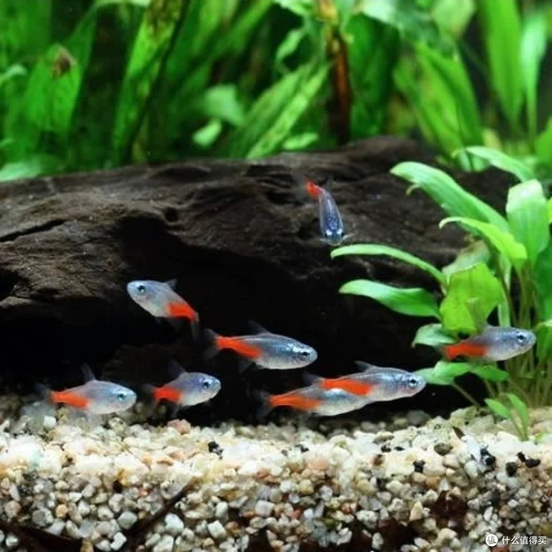 桌面小江湖:新手友好型热带鱼混养指南