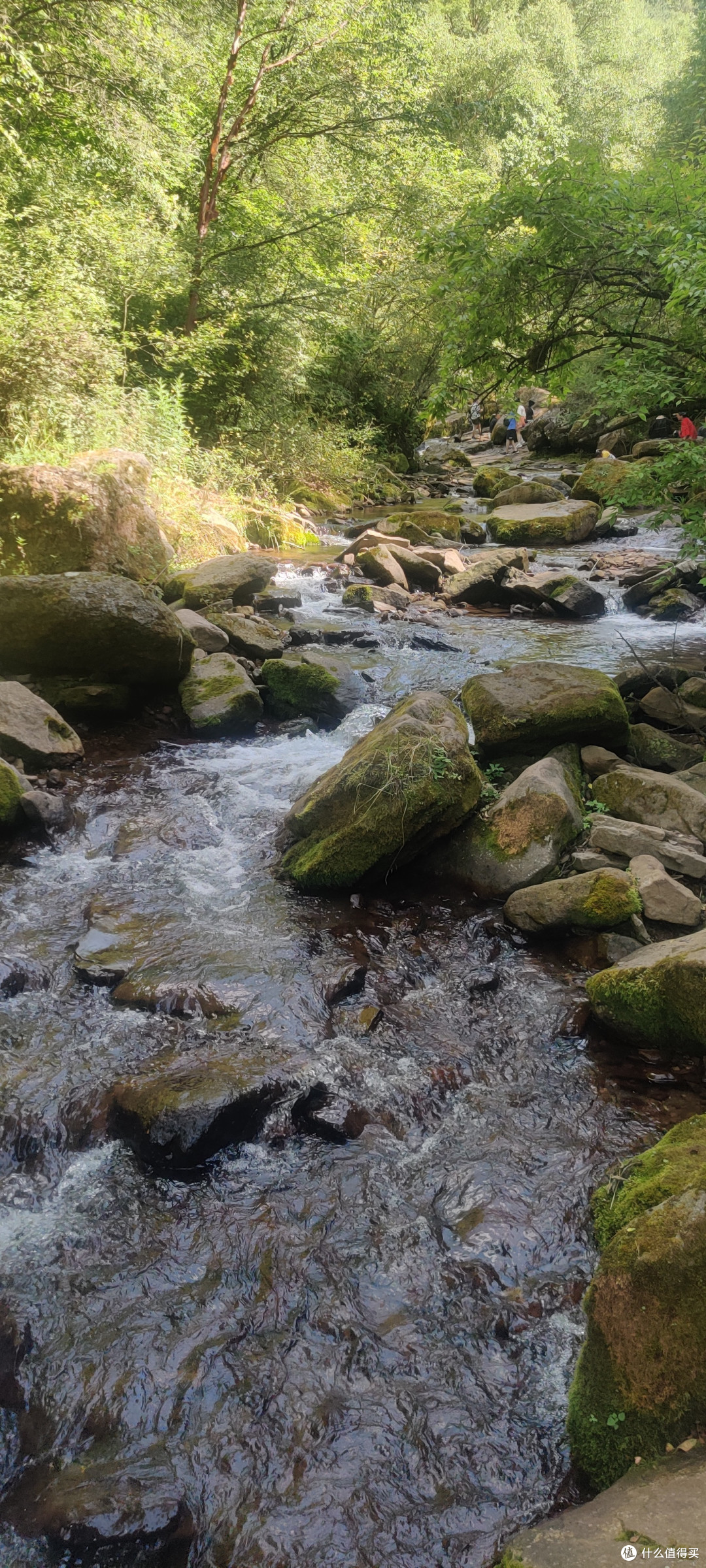 夏天的六盘山,绝对的避暑胜地。