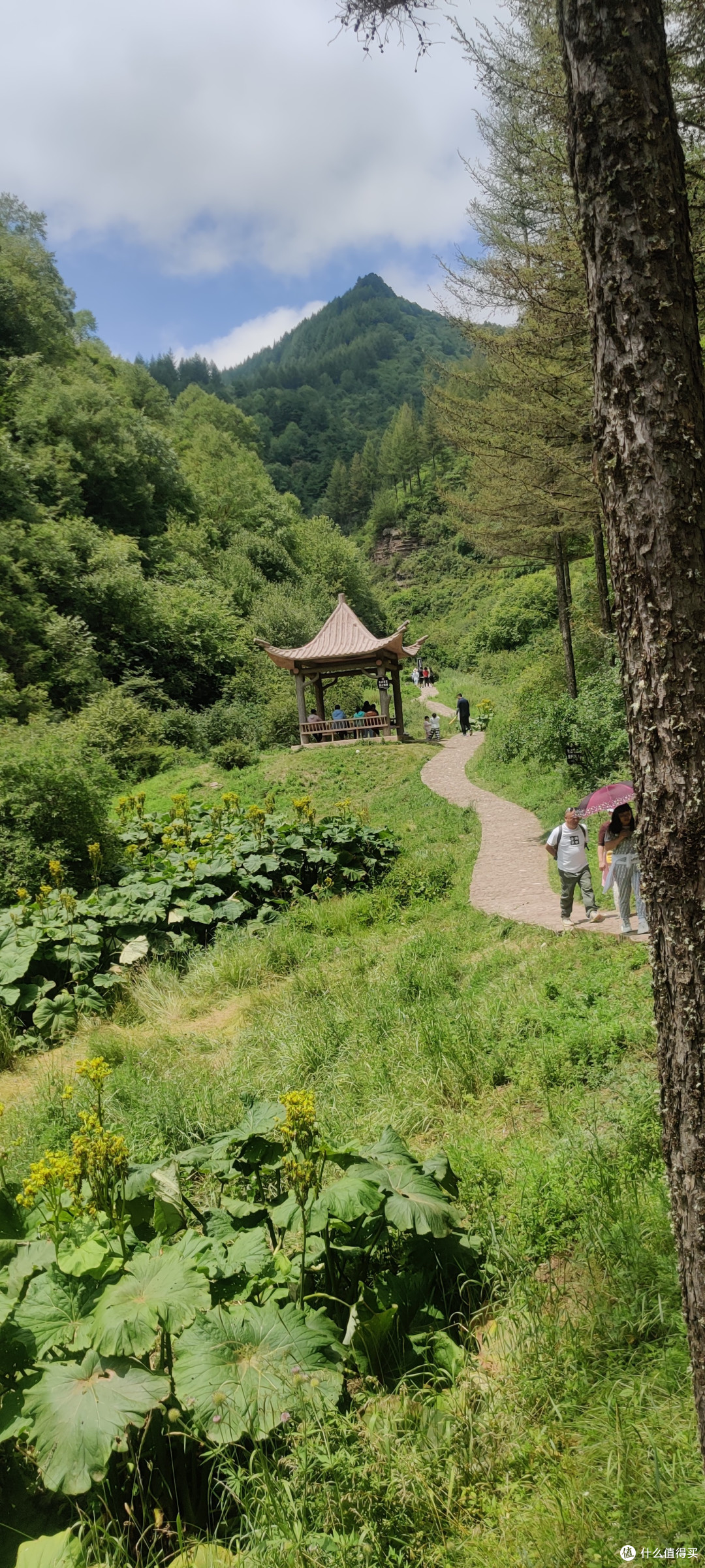 夏天的六盘山,绝对的避暑胜地。