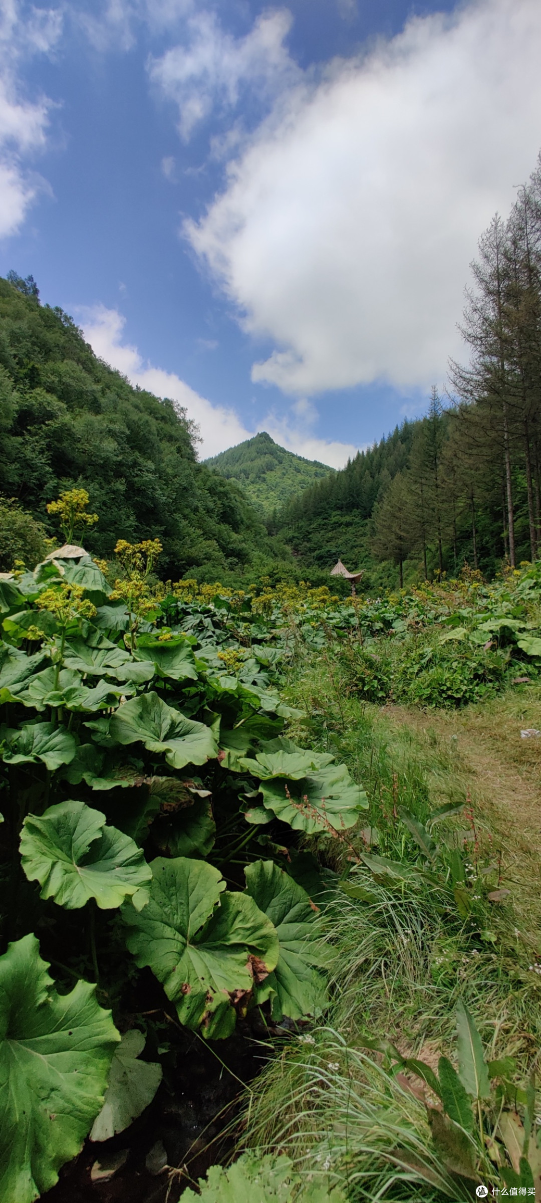 夏天的六盘山,绝对的避暑胜地。