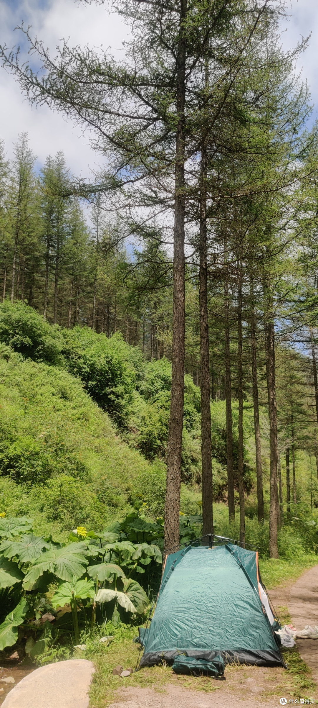 夏天的六盘山,绝对的避暑胜地。