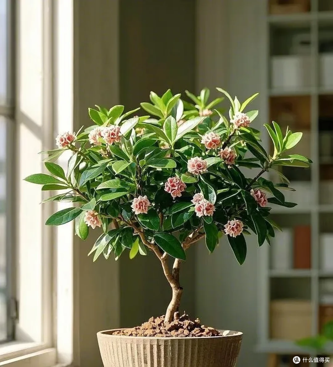 闻一下都头晕,这些“隐形杀手花”家里有,赶紧扔掉!