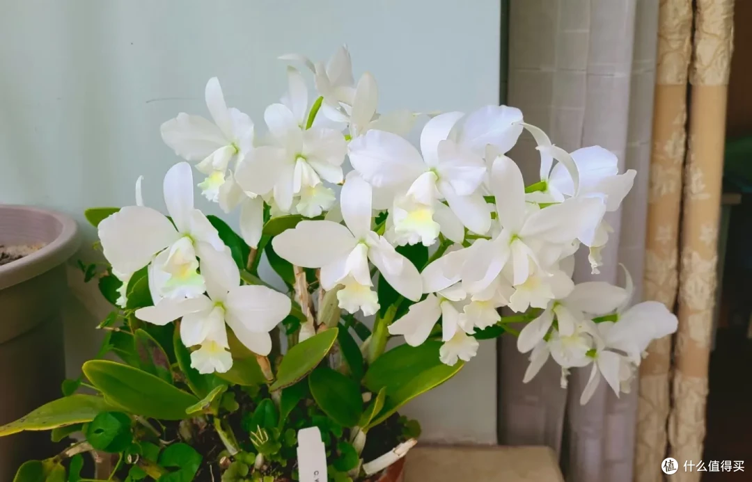 闻一下都头晕,这些“隐形杀手花”家里有,赶紧扔掉!