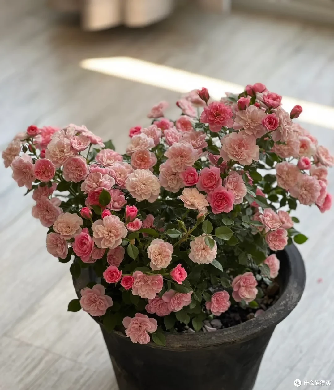 闻一下都头晕,这些“隐形杀手花”家里有,赶紧扔掉!