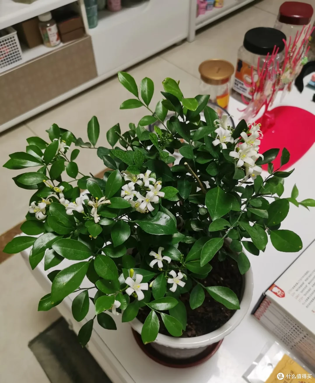闻一下都头晕,这些“隐形杀手花”家里有,赶紧扔掉!