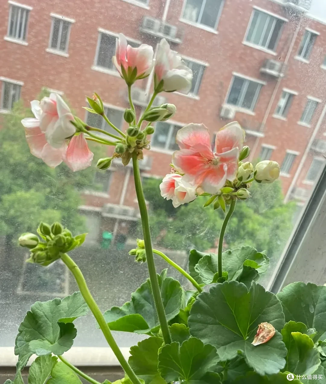闻一下都头晕,这些“隐形杀手花”家里有,赶紧扔掉!