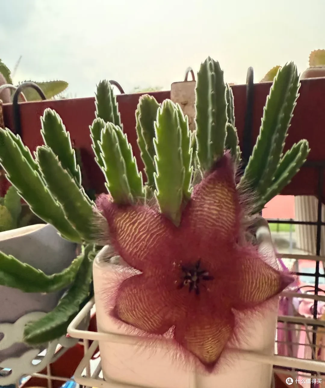 闻一下都头晕,这些“隐形杀手花”家里有,赶紧扔掉!