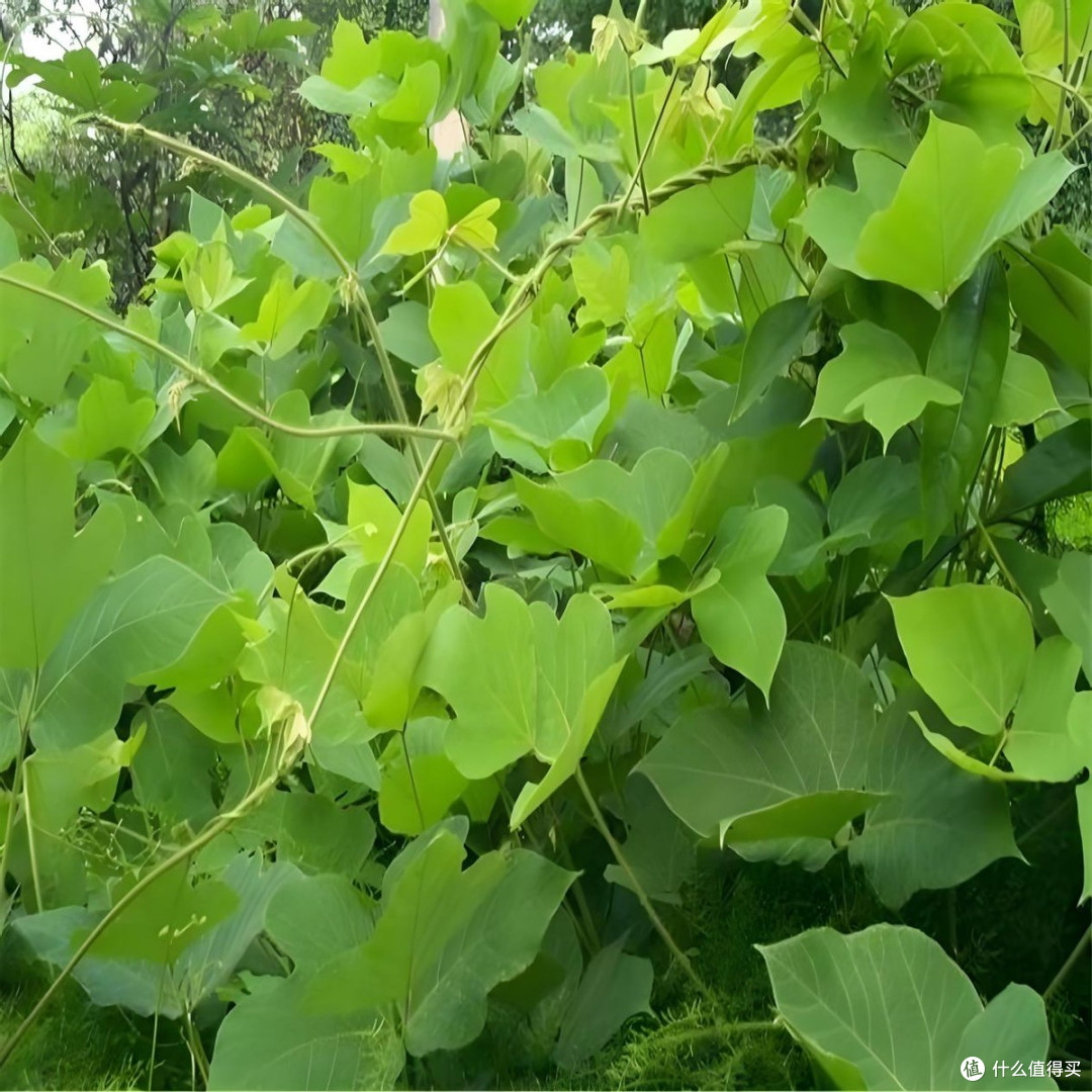 深山葛根致少年:深根细作必光芒——随州市二月风食品有限公司