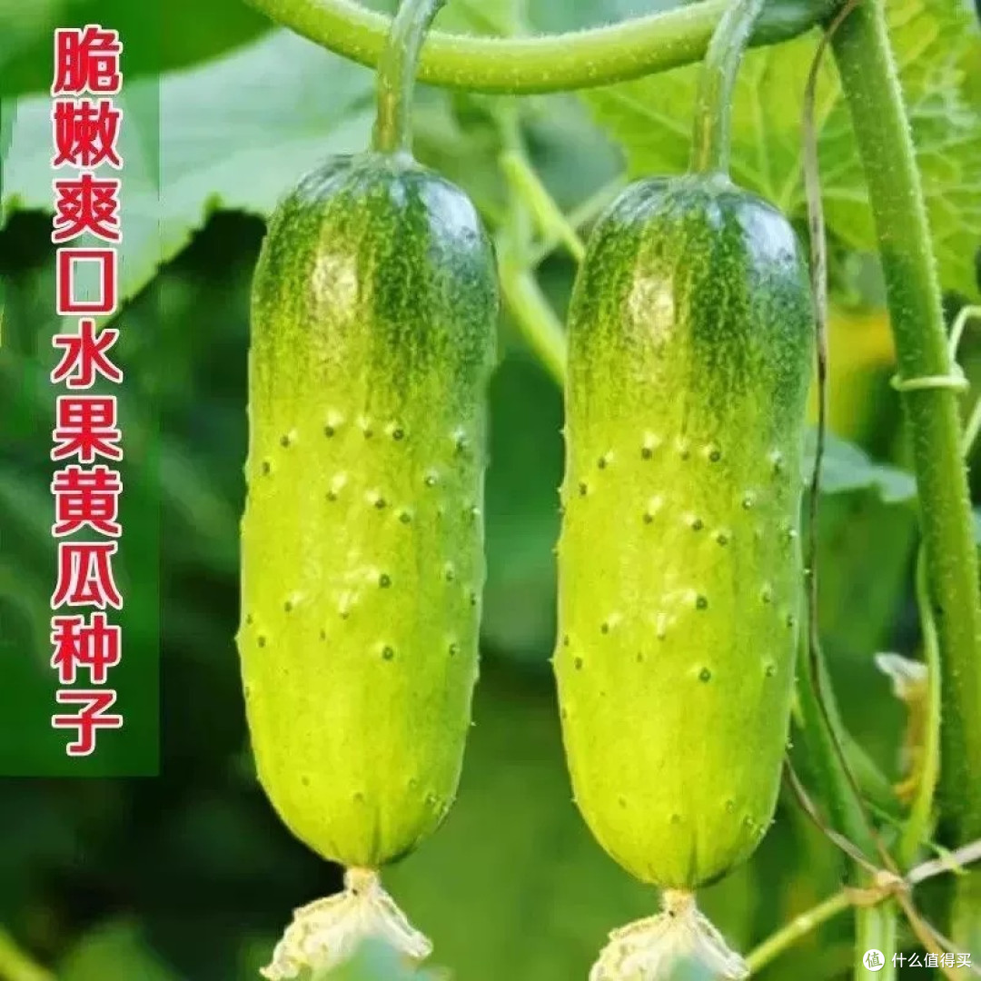 新种子秋黄瓜：丰收的惊喜