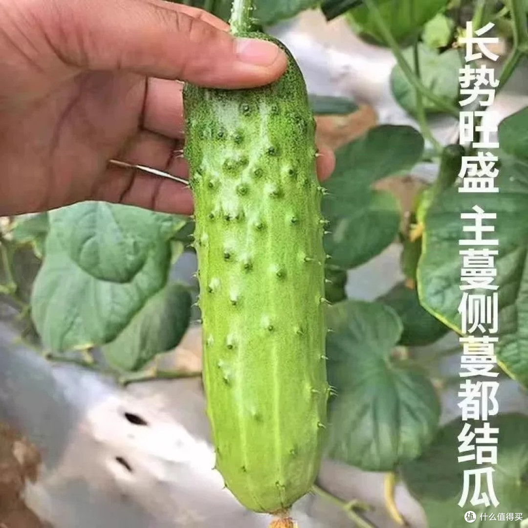 新种子秋黄瓜:丰收的惊喜