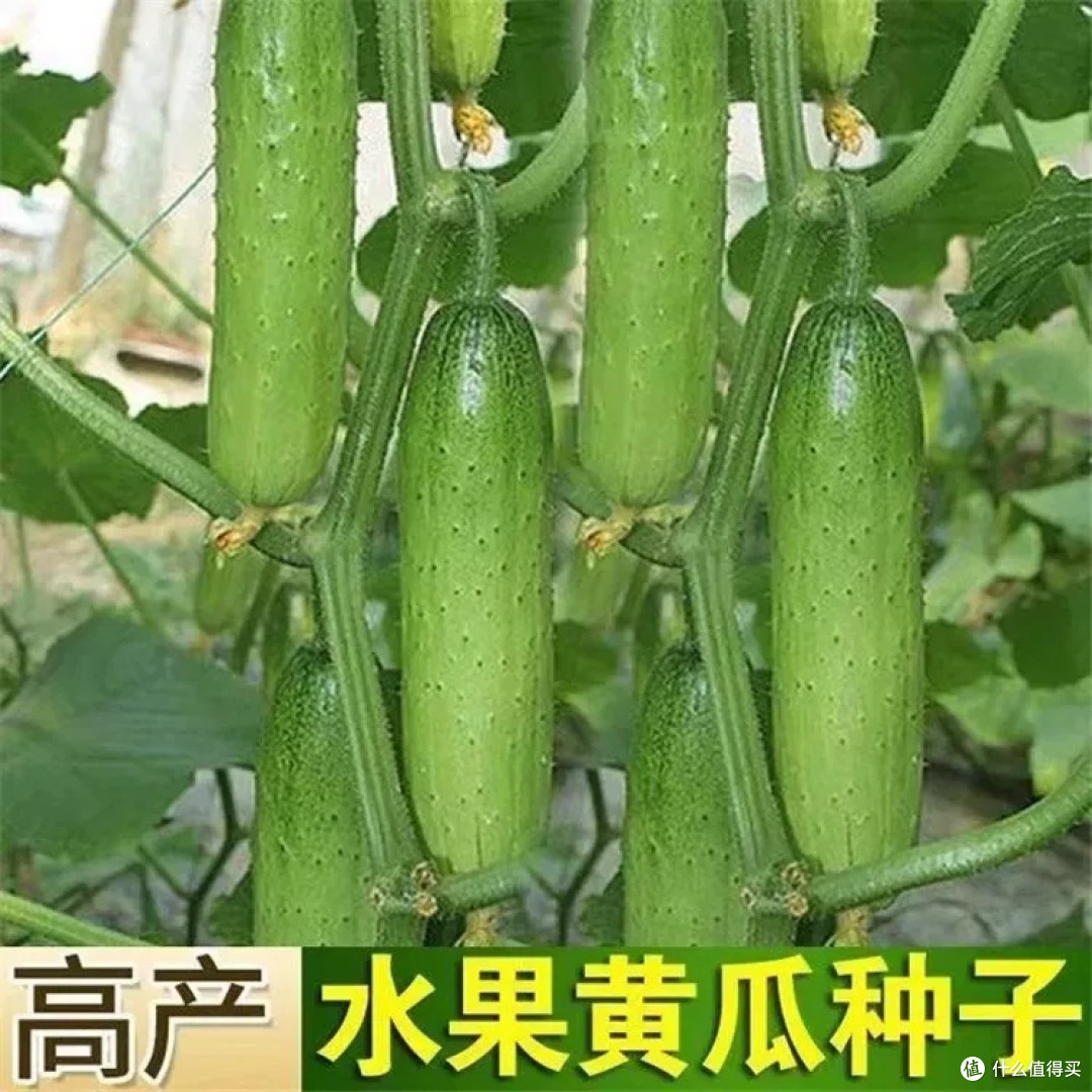 新种子秋黄瓜:丰收的惊喜