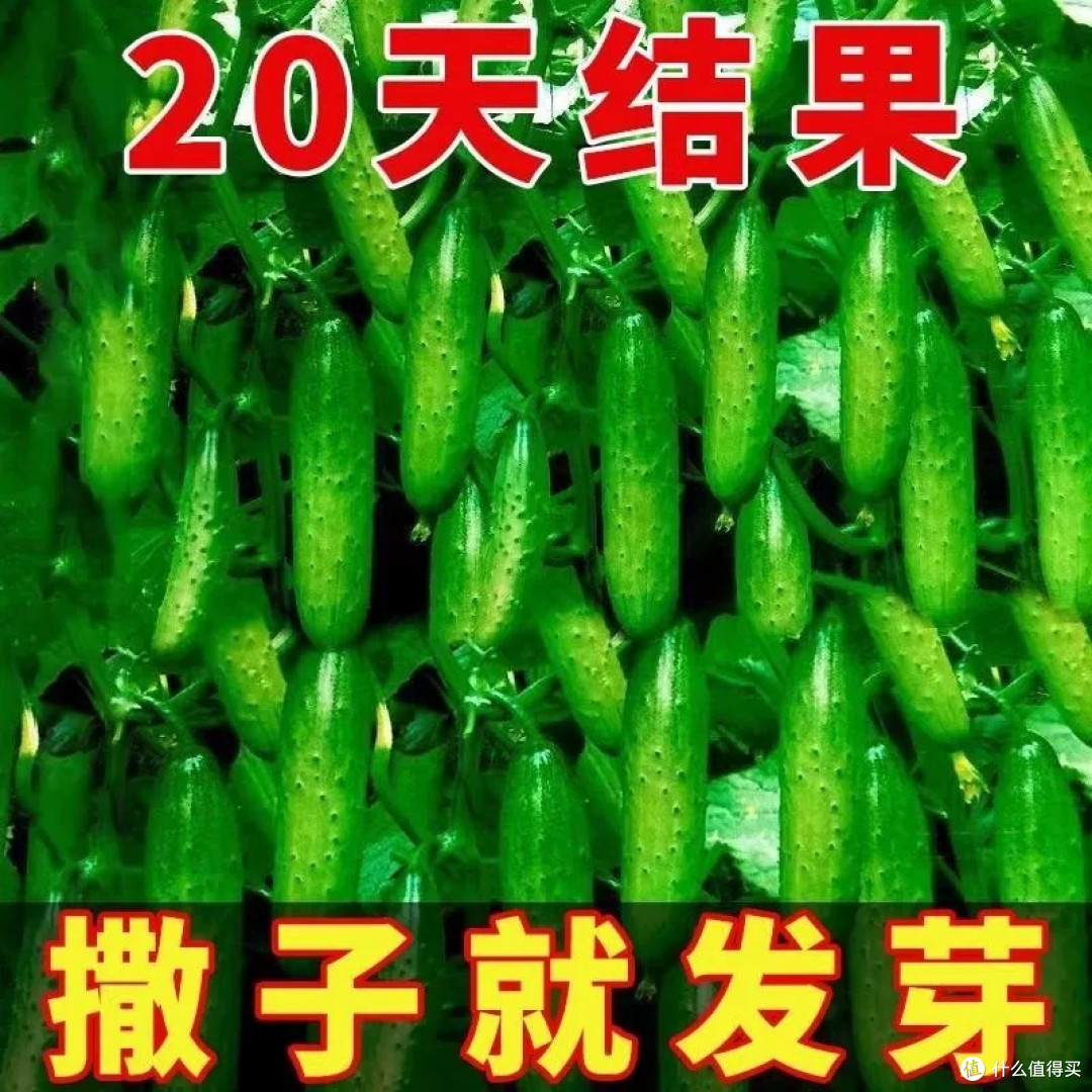 新种子秋黄瓜:丰收的惊喜