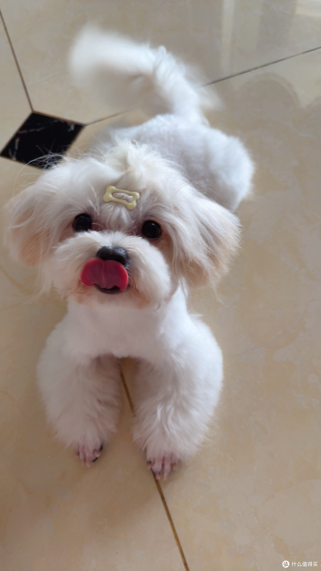 小小发夹，多多可爱