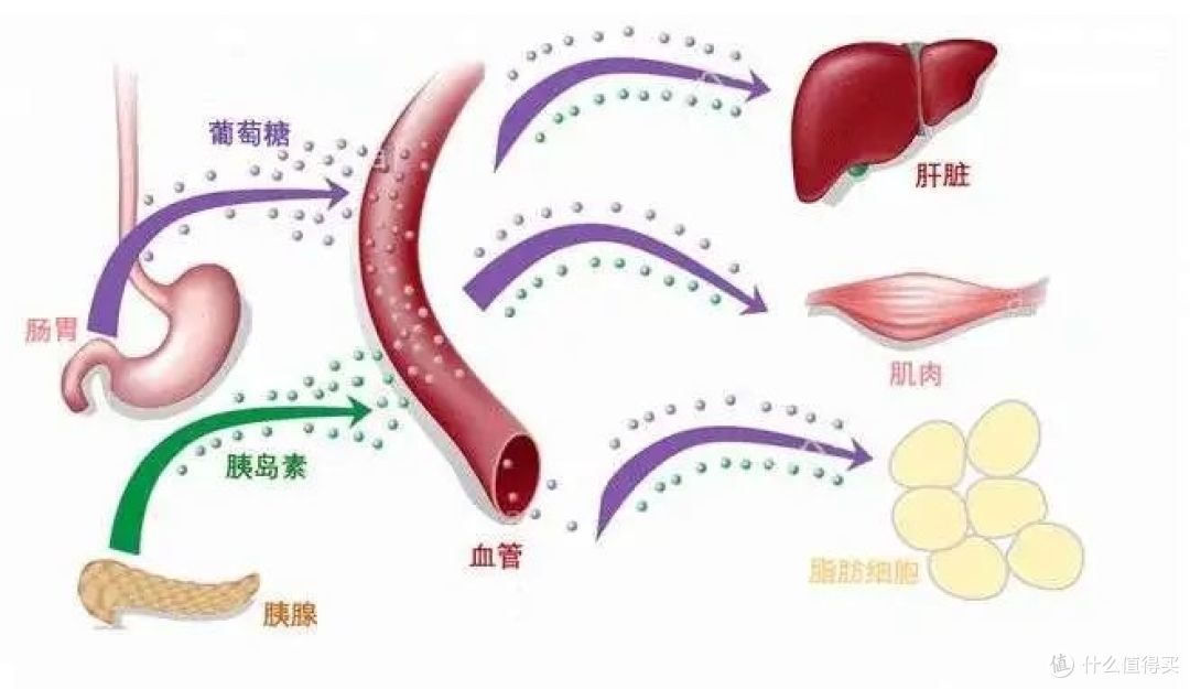 当饮料瓶里的"糖"换了个名字,你的身体正在经历什么?
