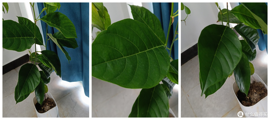 洗衣液瓶里的“菠萝蜜奇迹”