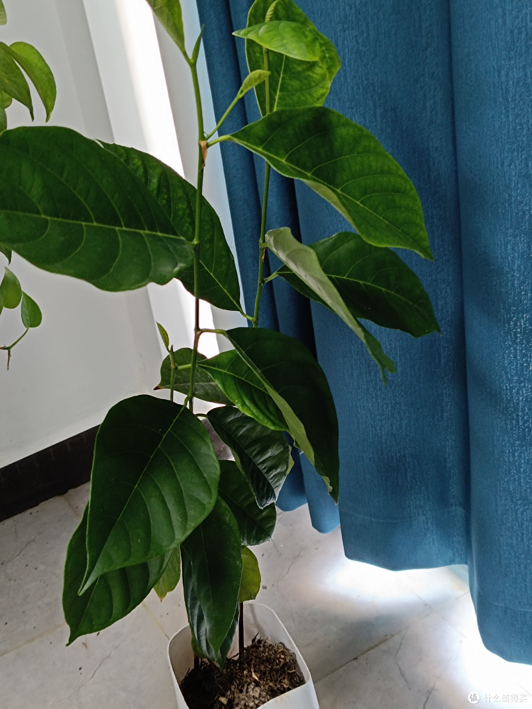 洗衣液瓶里的“菠萝蜜奇迹”