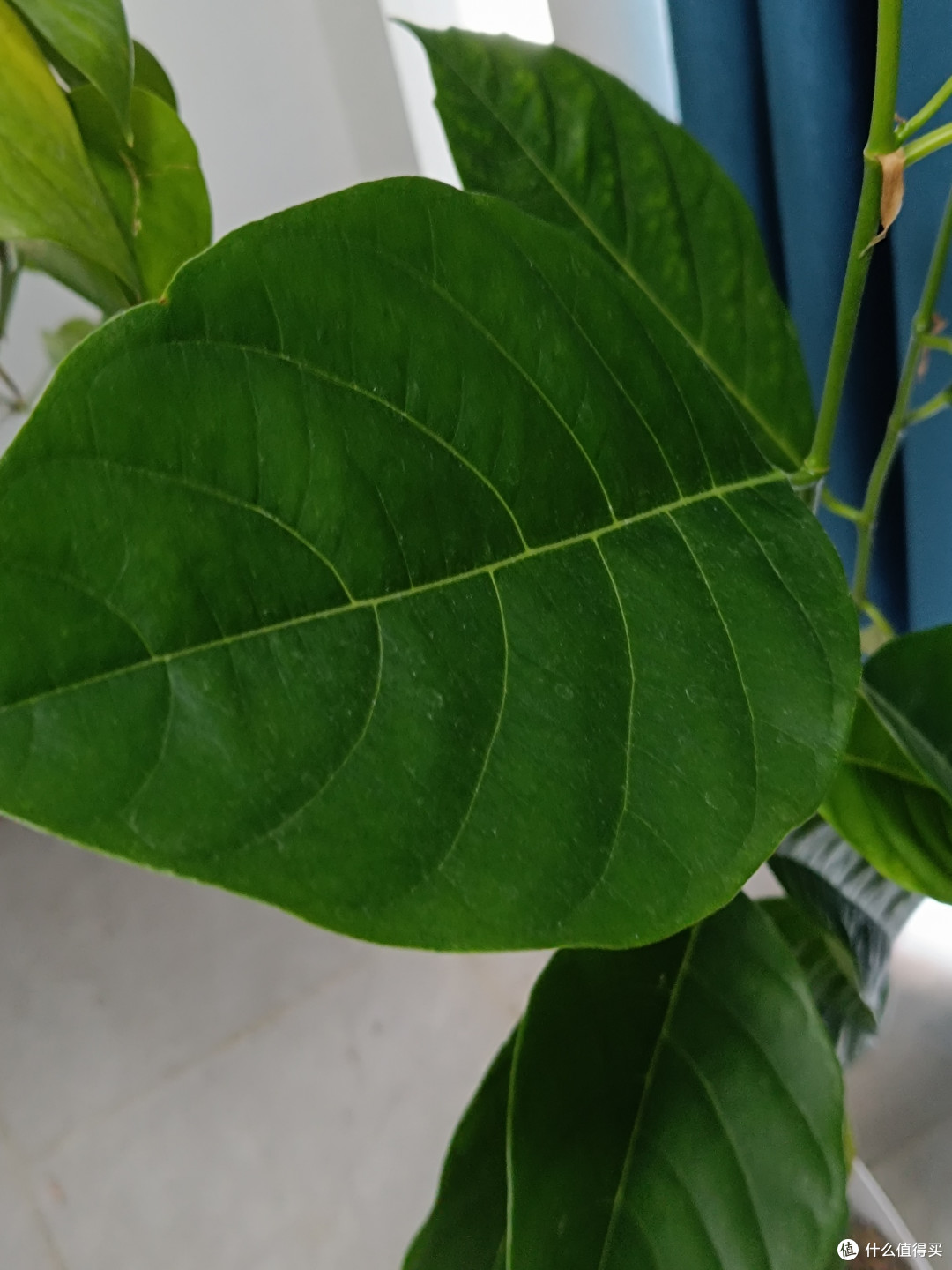洗衣液瓶里的“菠萝蜜奇迹”