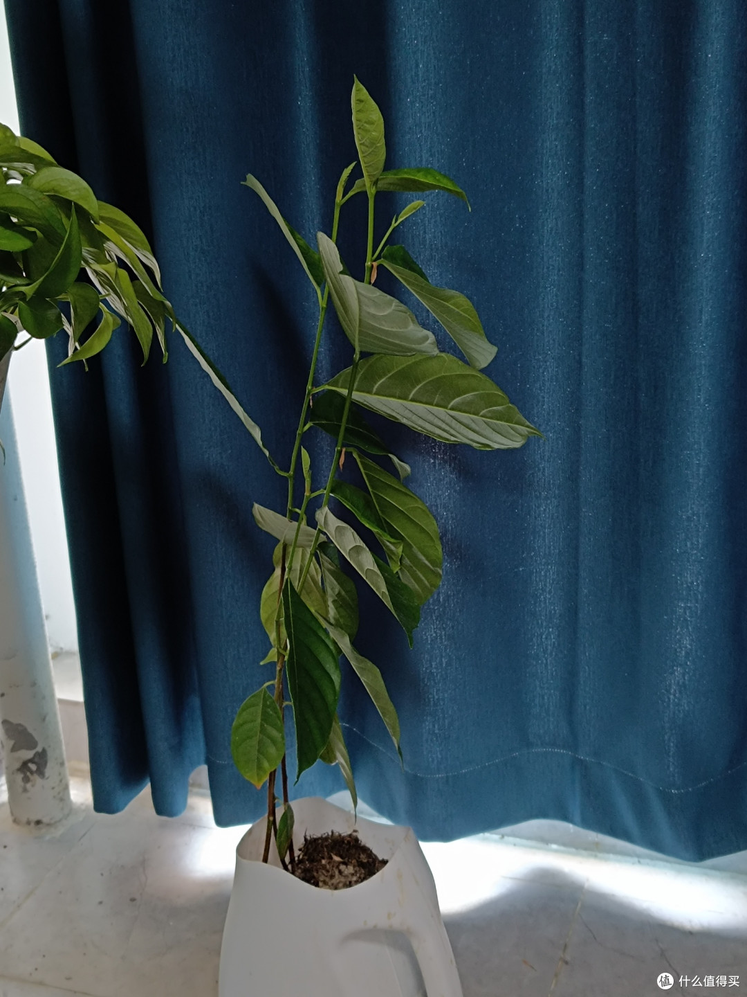 洗衣液瓶里的“菠萝蜜奇迹”