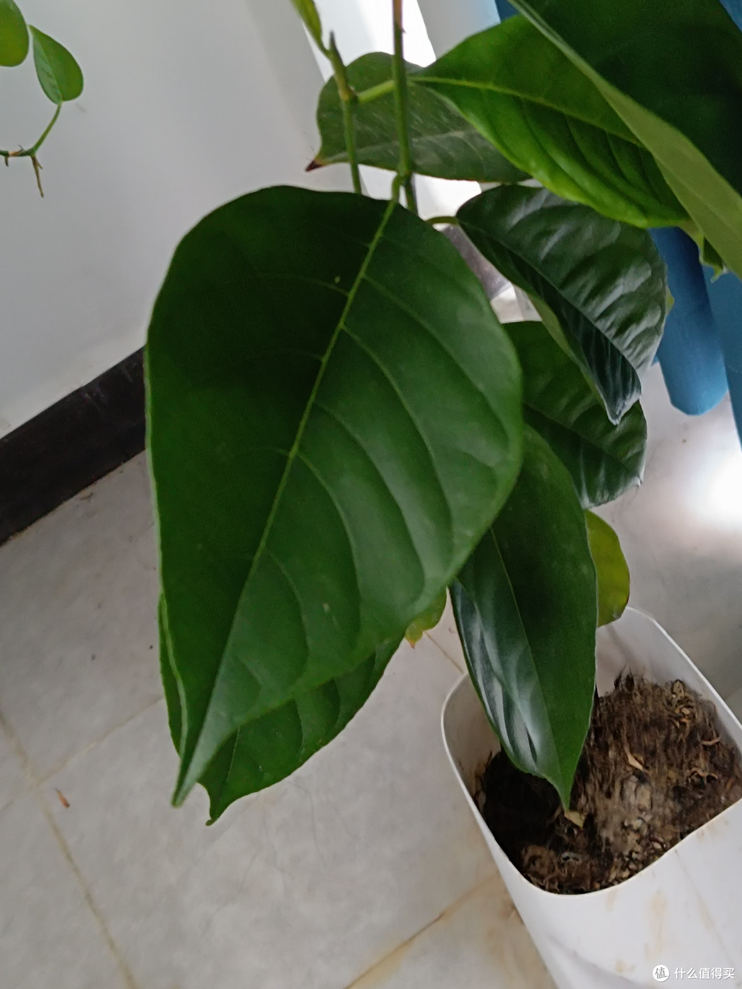 洗衣液瓶里的“菠萝蜜奇迹”