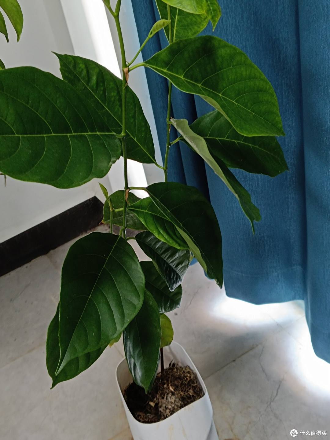 洗衣液瓶里的“菠萝蜜奇迹”