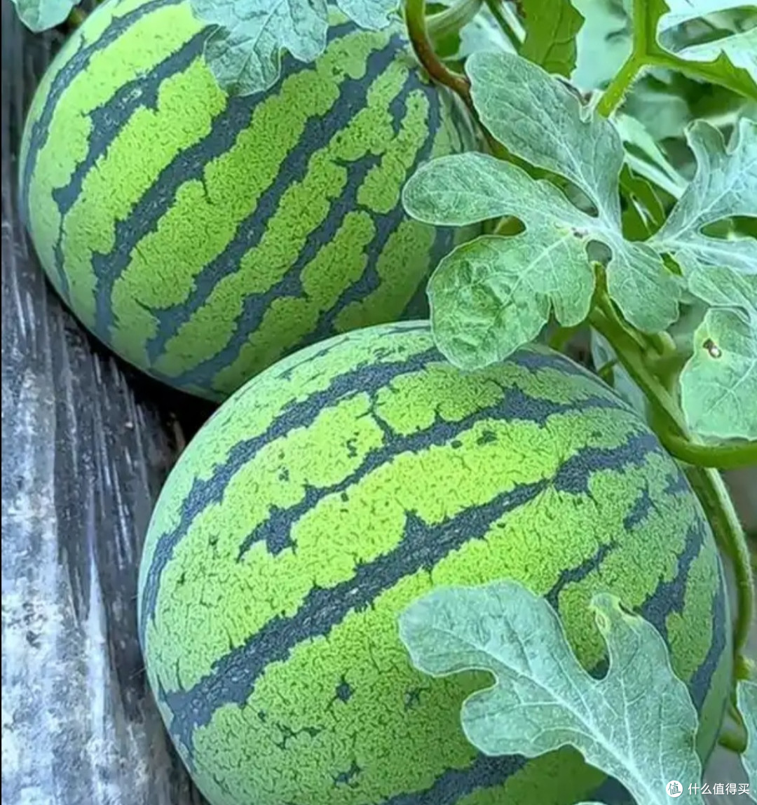 来几个消暑的水果,在炎炎的夏季尝尝鲜