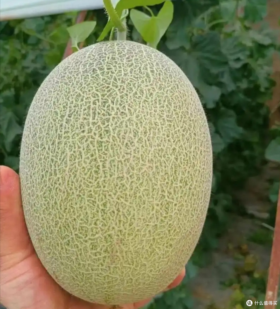 来几个消暑的水果,在炎炎的夏季尝尝鲜