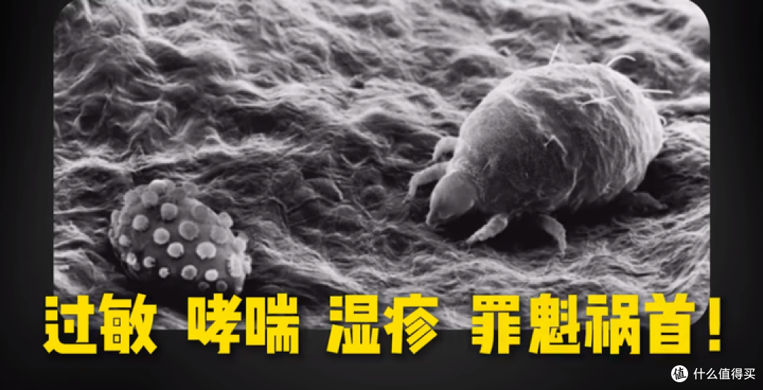 8款热门除螨仪终极大PK！除螨仪是智商税还是真的有用？