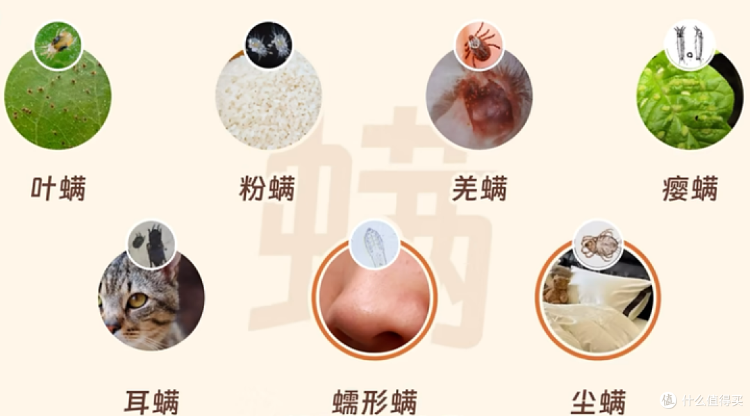 8款热门除螨仪终极大PK！除螨仪是智商税还是真的有用？