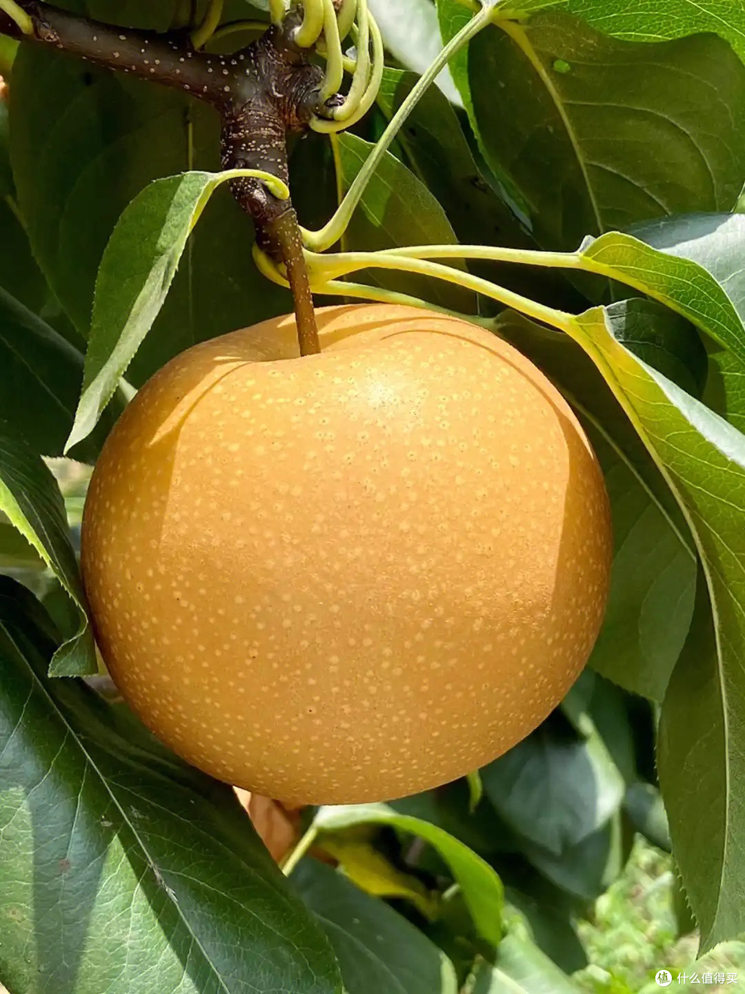 这颗梨子绝了脆甜爆汁皮薄肉嫩一口下去像喝冰糖水