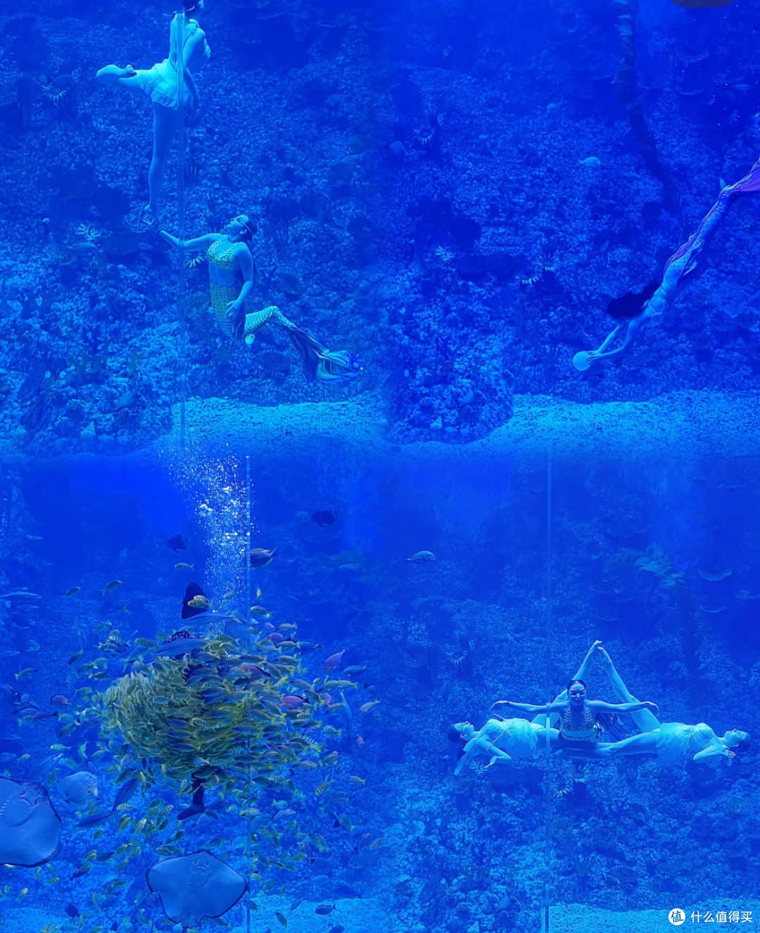 夏天带娃去海洋馆避暑