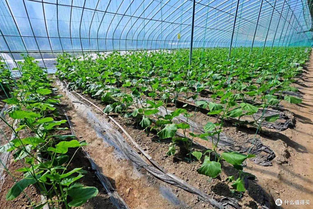 大棚蔬菜施用有机肥不能盲目