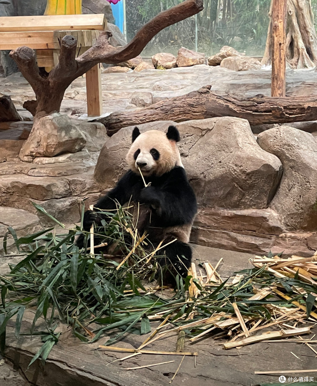 长隆野生动物世界:亲子游的梦幻乐园