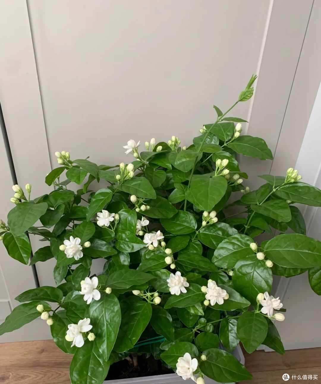 江苏一太太的茉莉花“开10000朵”，太壮观了！网友：咋养的？