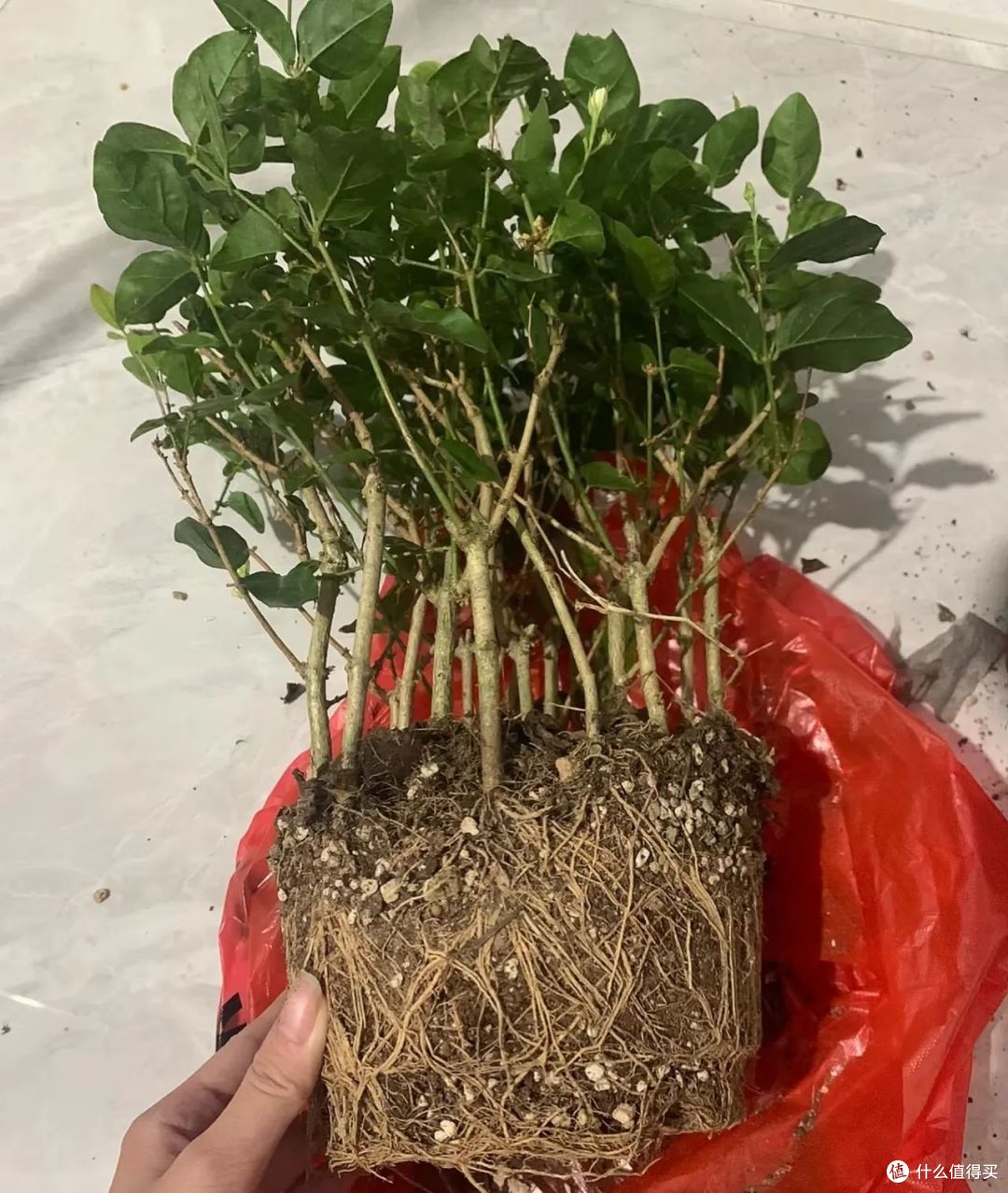 江苏一太太的茉莉花“开10000朵”，太壮观了！网友：咋养的？