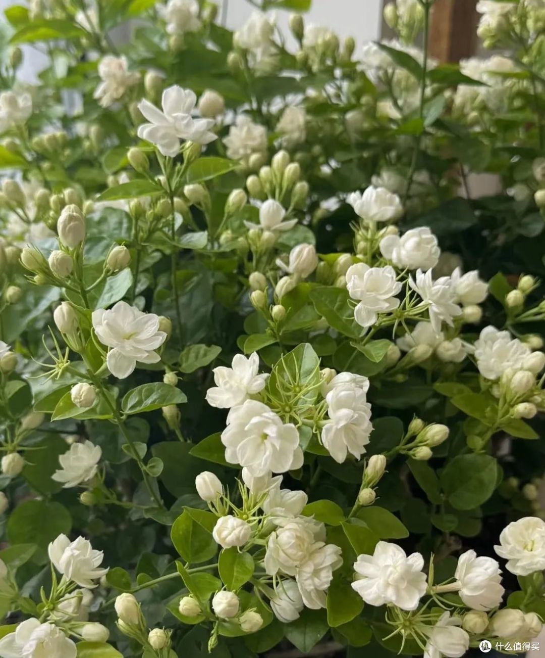 江苏一太太的茉莉花“开10000朵”，太壮观了！网友：咋养的？